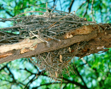 Side View Of Nest