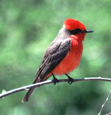 Vermilion Male