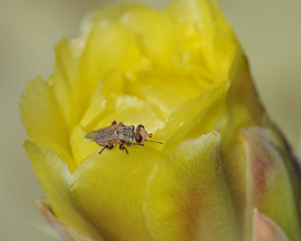 engelmanns prickly pear with insect