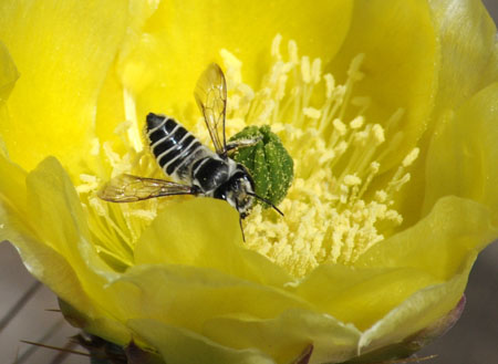 Cactus Flower on Striped Bw Bee Cactus Flower Crop Florence Az 050209 Adj Gsc4363