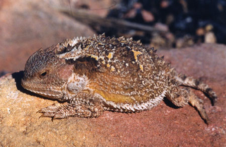 Short Horned Lizard - Mt. Elden