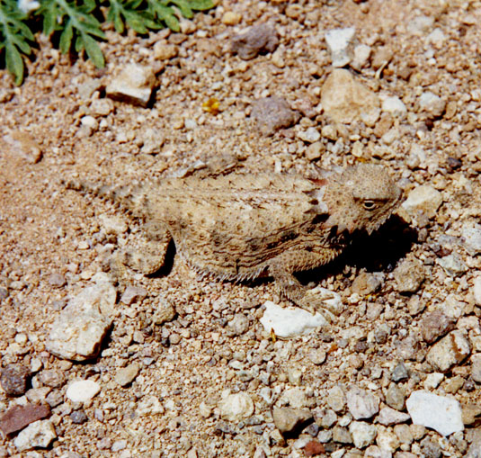 Regal Horned Lizard