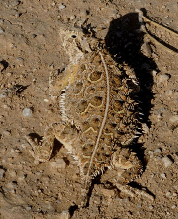 Texas Horned Lizard