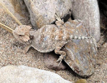 Short Horned Lizard - Young, AZ