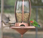 pf-finch,feeder