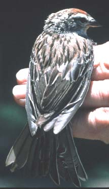 Chipping Sparrow Adult