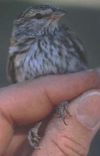 Juvenile front view