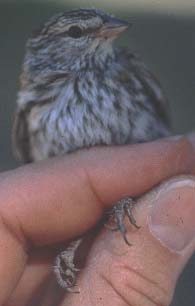 Juvenile front view